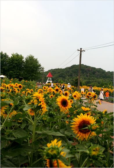 世羅（広島県）のひまわり畑_c0100214_993879.jpg