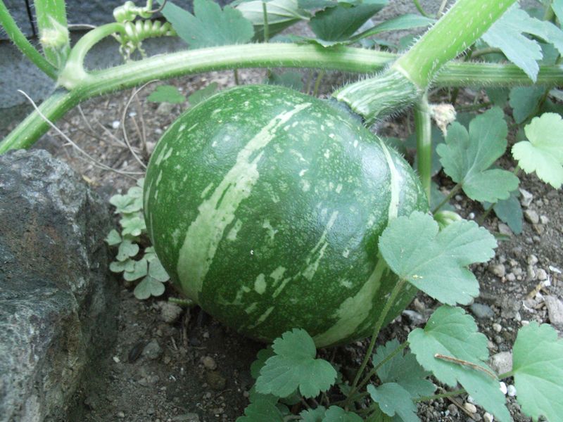 生ゴミカボチャとブラックベリー_c0025115_211733.jpg