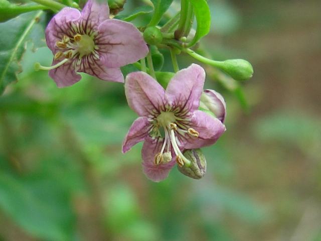 枸杞 クコ 花の仲間調べ