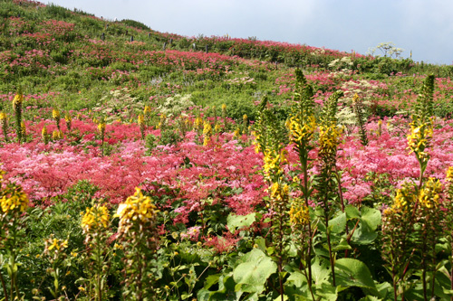 d0055236_14351081.jpg