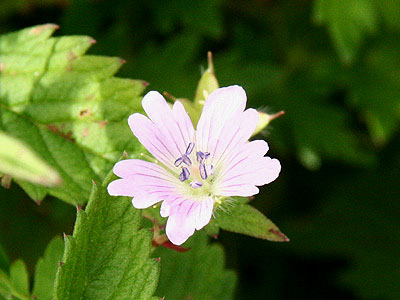 d0055236_15361943.jpg