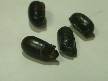 c0025140_11594585.jpg