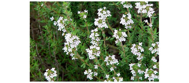 抗菌効果の高いハーブ タイムの効果 ハーブの効果 効能 抗菌効果の高いハーブ タイムの効果 ハーブの効果 効能