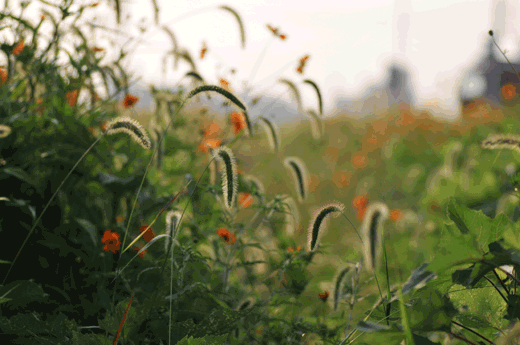 c0093046_655354.gif