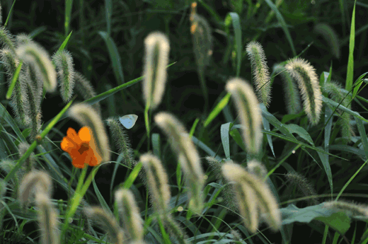 c0093046_661121.gif