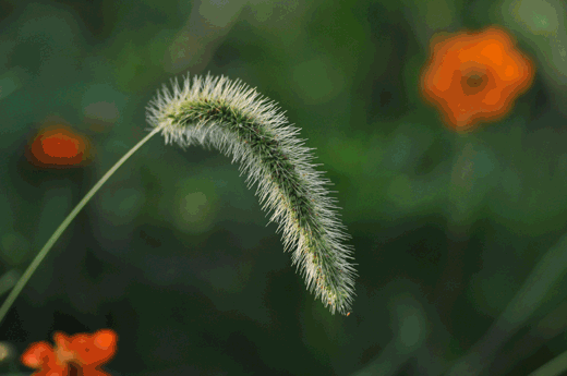 c0093046_663246.gif