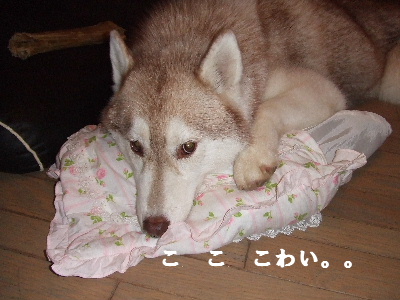 e0121548_20292973.jpg