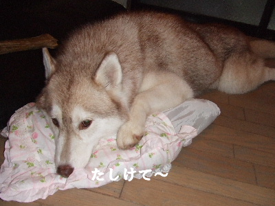 e0121548_20321624.jpg