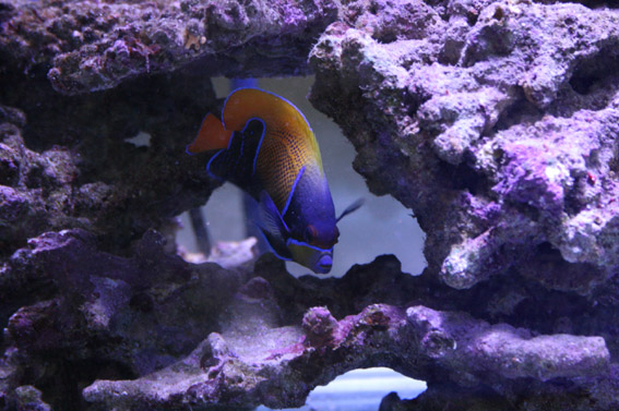水槽日記 ～ブレイド1500～ : ビーボックスアクアリウム 海水魚