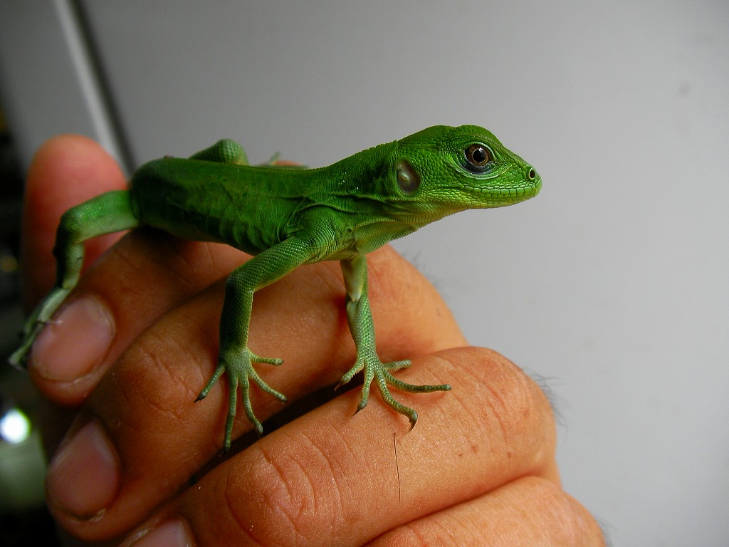 Axantic Blue Iguana 名東ペポニスタッフブログ