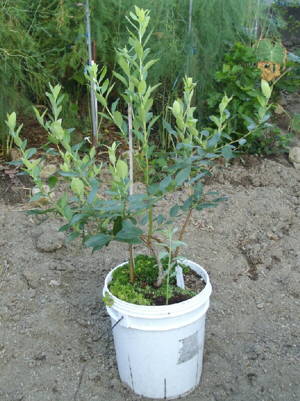 接ぎ木の台木サッカーの鉢上げと台木の品種について ブルーベリーの育て方 栽培 ブルーベリー ノート Blueberrynote