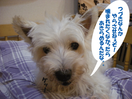 e0066883_2315886.gif