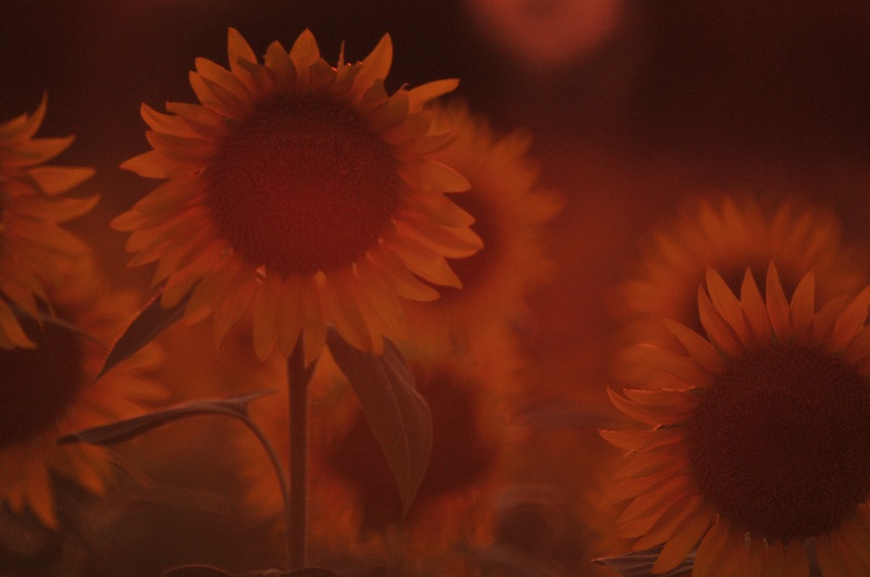 Hommage of Sunflower_c0082800_2210637.jpg