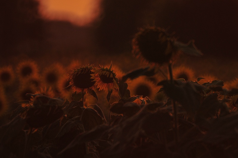 Hommage of Sunflower_c0082800_22214240.jpg