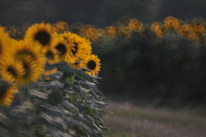 Hommage of Sunflower_c0082800_22908.jpg
