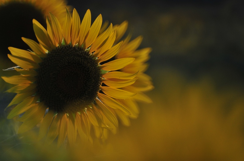 Hommage of Sunflower_c0082800_2291937.jpg