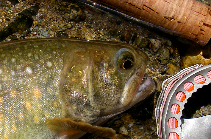 北アルプスのイワナ釣り(その1)_c0095801_23111285.jpg