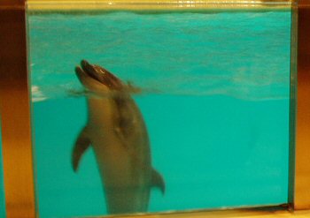 そう言えば、浅虫水族館にも行ったっけ_a0046306_20135184.jpg