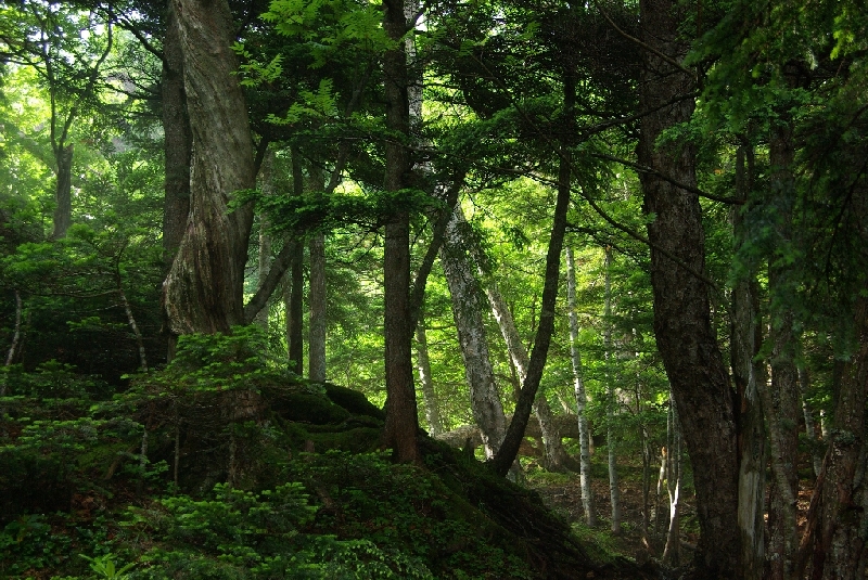 関東有数の高山・男体山（2,484.5m） #2_b0062024_5385276.jpg