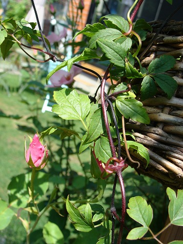 f0170524_1413162.jpg