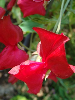 f0170524_1426572.jpg