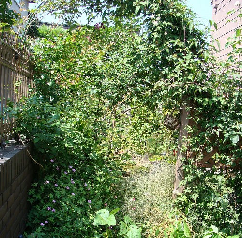 f0170524_1452797.jpg