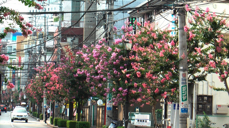 ピンクの花咲く街路樹 百日紅 Kotokoto花日記