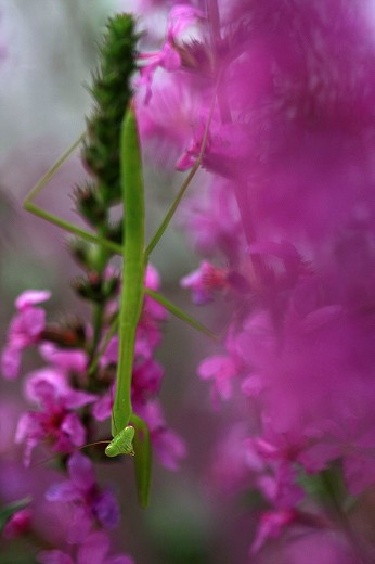 風の道　阿津地区の昆虫_d0029333_20574028.jpg