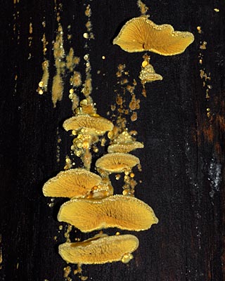 e0035757_16263227.jpg