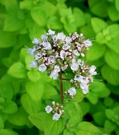 花オレガノとマジョラム ハーブに癒されて