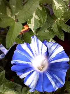 f0140174_06113.jpg