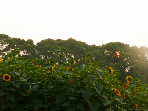 c0097309_9205425.jpg