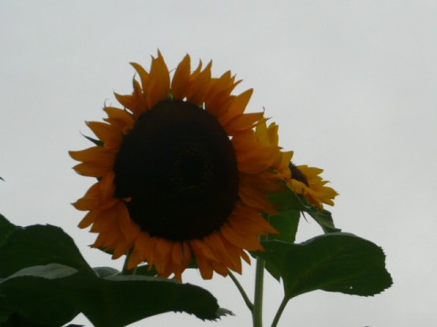 c0097309_9362479.jpg