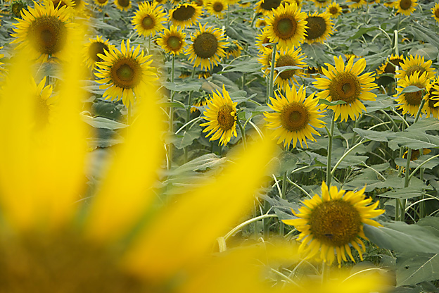 昭和記念公園の花_b0010915_21304656.jpg