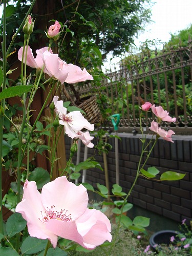 f0170524_16561490.jpg