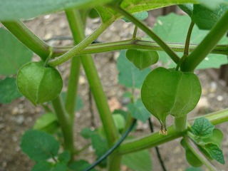 f0170524_17204513.jpg