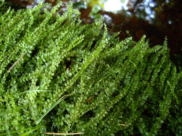 d0150727_22294560.jpg