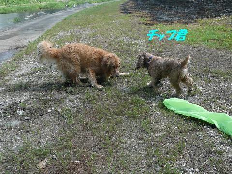 ８月10日　川遊び_f0114128_1174527.jpg