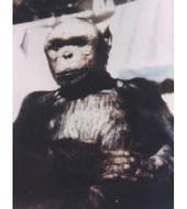 オリバー君 暇人吉之助清話 ワセスポ 昭和 世相 時事