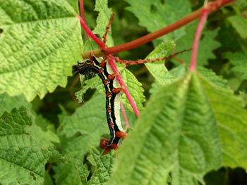 d0055236_8475554.jpg