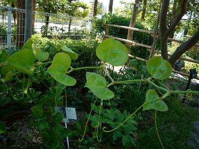 西明石の植物園にて・・・_c0150037_14455170.jpg