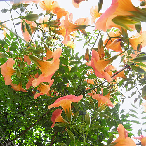 c0067040_2355296.jpg