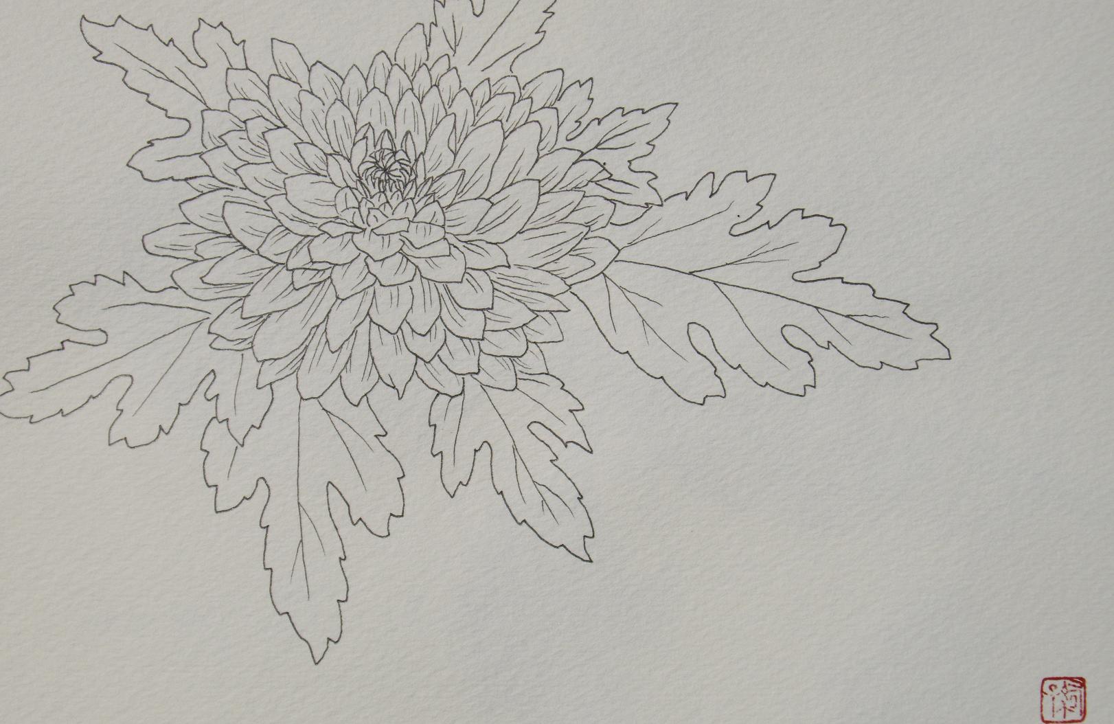 菊 スケッチ 一日一畫 日本画家池上紘子 菊 スケッチ 一日一畫 日本画家池上紘子