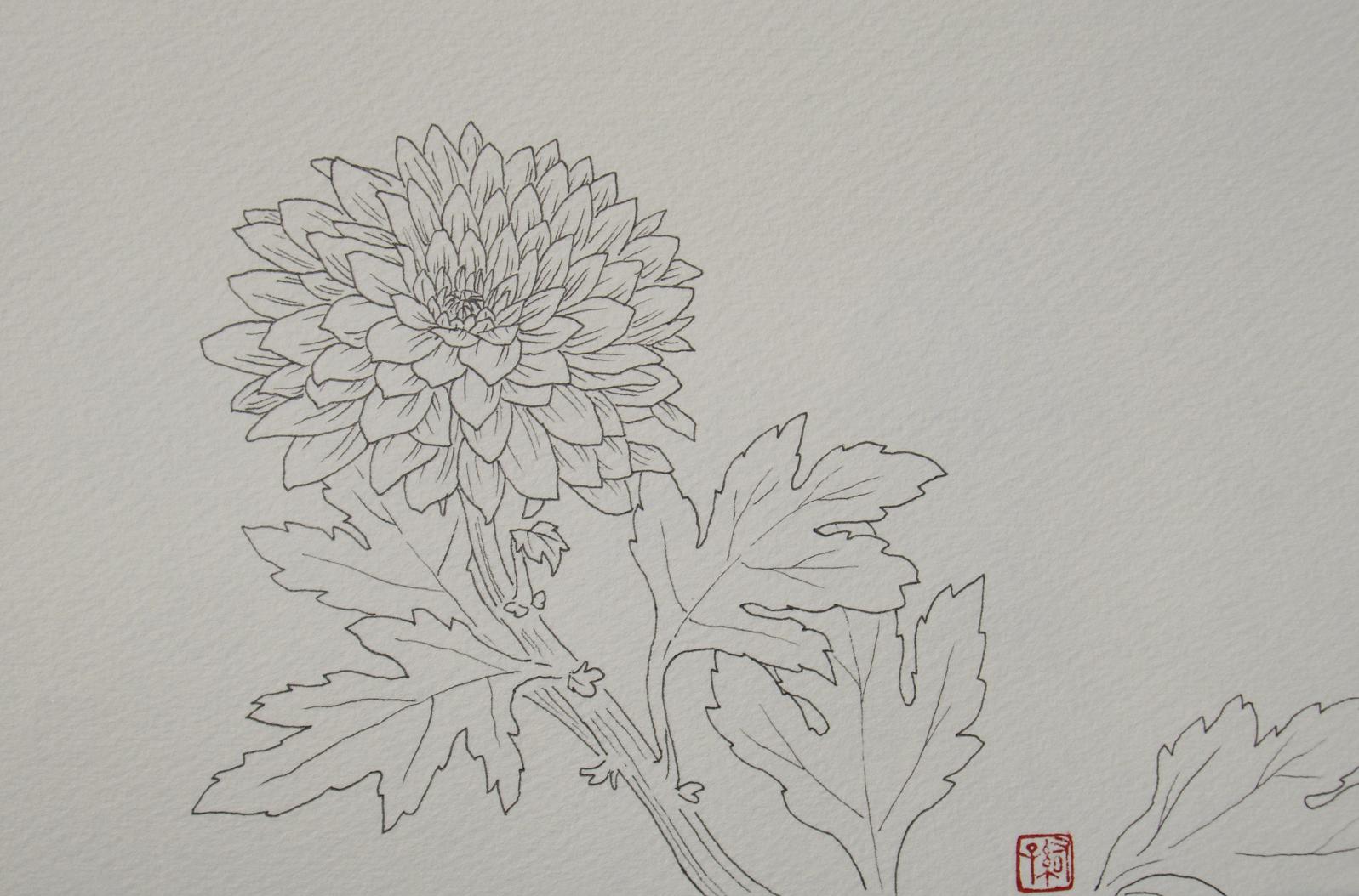 菊 スケッチ 一日一畫 日本画家池上紘子 菊 スケッチ 一日一畫 日本画家池上紘子
