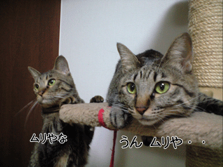 f0116546_2305243.gif