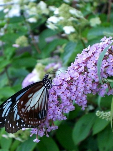 蝶の舞う庭 : 花のある暮らし