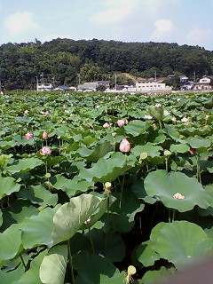 大賀ハス今年も咲きました。_f0020662_01964.jpg