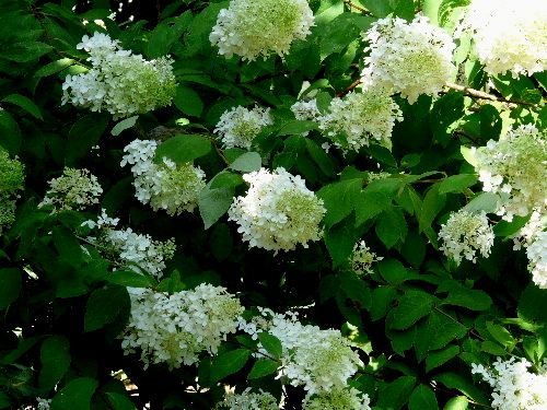 白いあじさい ミナヅキ 水無月 野に咲く北国の花