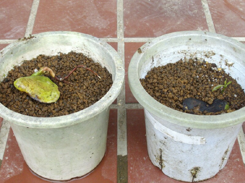 イチジクの収穫と マンゴーの発芽 発根 ブルーベリーの育て方 栽培 ブルーベリー ノート Blueberrynote