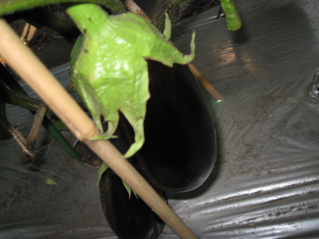 a0008185_10513953.jpg